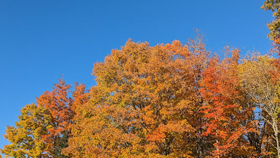 Belvedere The Golden Sun