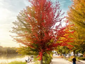 Festival Park