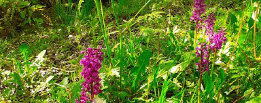 Coedmor National Nature Reserve