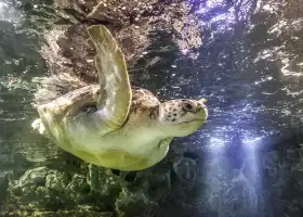 SEA LIFE Brighton