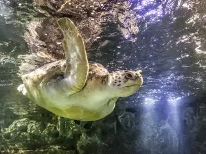 SEA LIFE Brighton