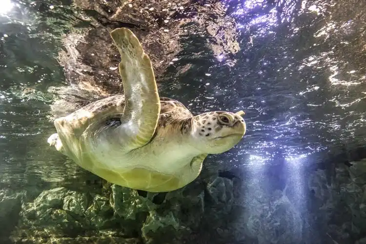 Hotels near SEA LIFE Brighton