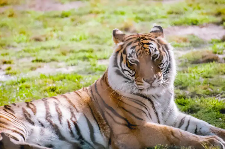 Hotels near Alabama Gulf Coast Zoo