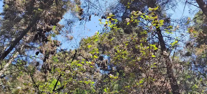 Hoteles en Temascaltepec