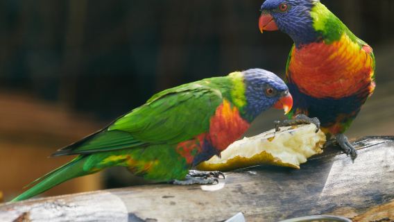 Zoo Schwerin