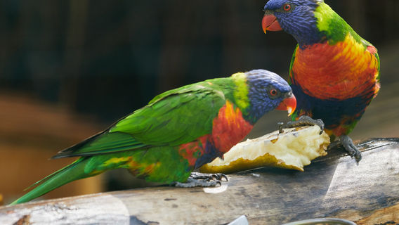 Zoo Schwerin