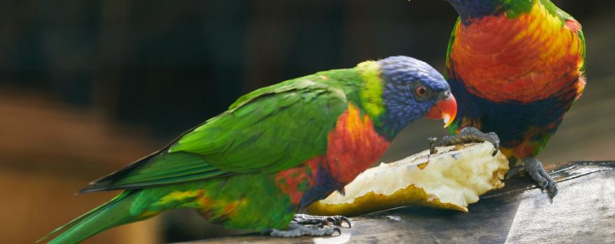 Zoo Schwerin