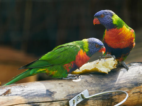 Zoo Schwerin