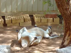 Josephine's Gallery and Kangaroo Orphanage