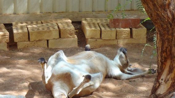 Josephine's Gallery and Kangaroo Orphanage