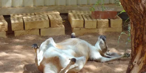 Josephine's Gallery and Kangaroo orphanage