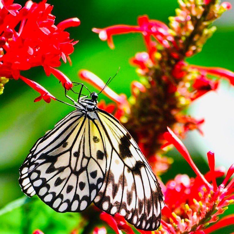 Airlie Gardens