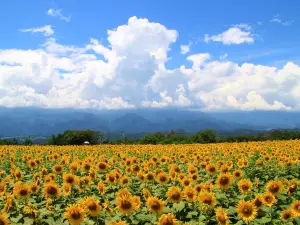 Akeno Sunflower Field