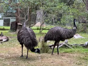 Potoroo Palace