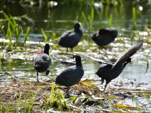 РСПБ Лейтон Мосс