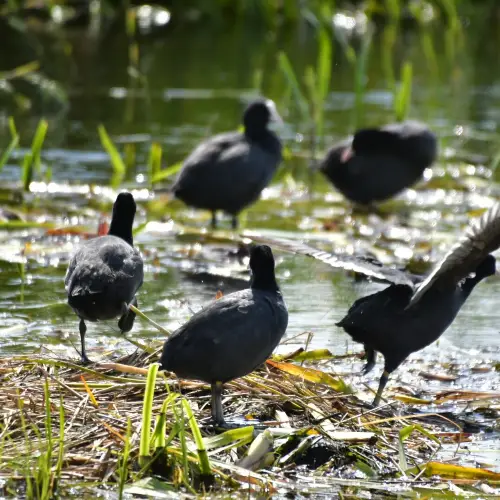RSPB Leighton Moss