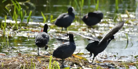 RSPB Leighton Moss Nature Reserve