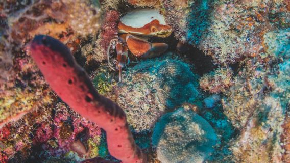 Eco Dive, Grenada Blue