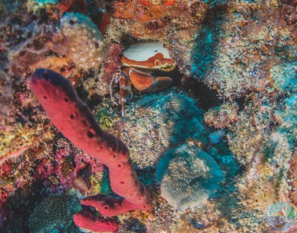 Eco Dive, Grenada Blue