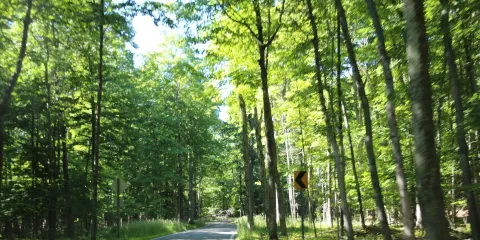 Tunnel of Trees - M119