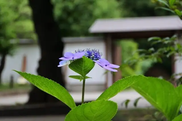 4_管刹公園