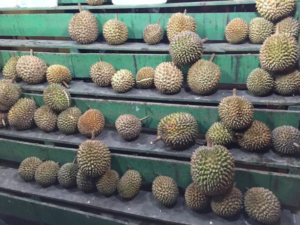 Rumah Durian Radit