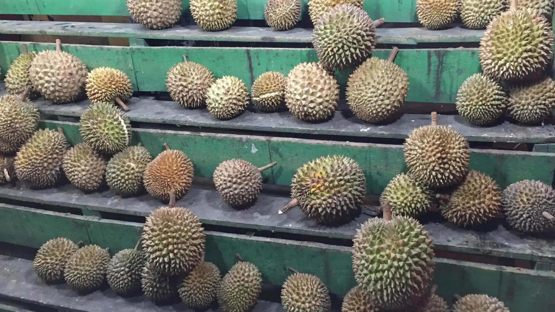 Hotel dekat Rumah Durian Radit