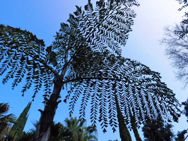 Hotels near Sadie Seymour Botanical Gardens and the Kona Educational Center