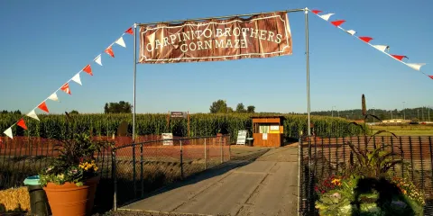 Carpinitos Pumpkin Patch