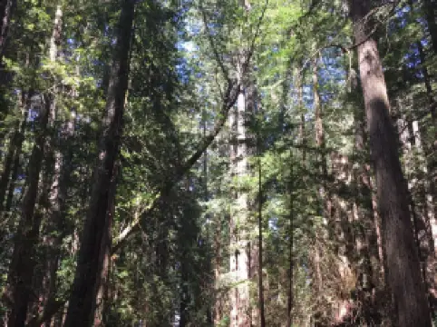 LandPaths Grove of Old Trees