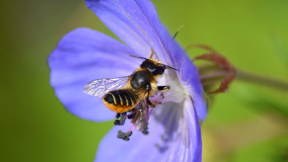 Jupiter Urban Wildlife Centre