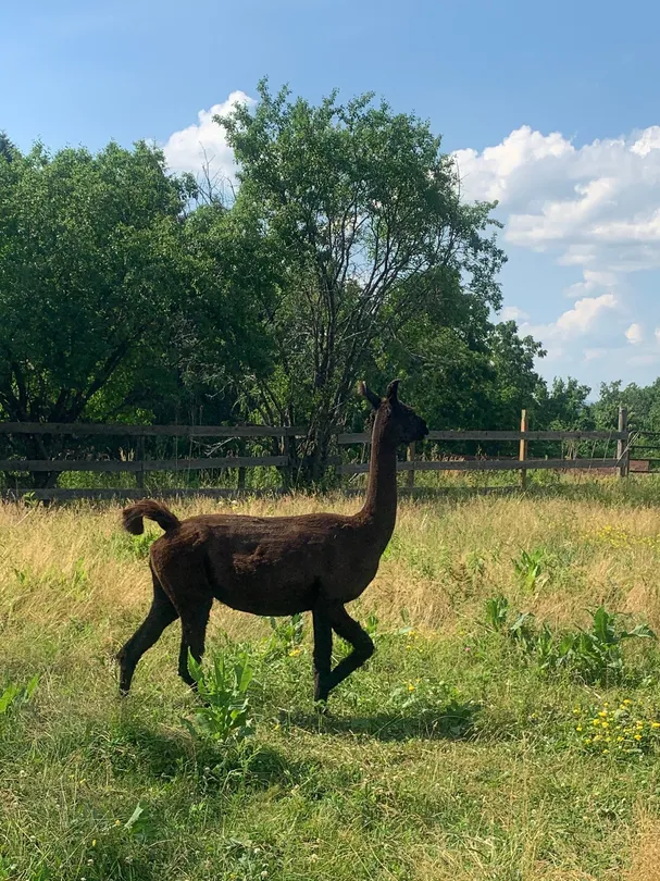 Noah 39 s Park Retreat Tickets 2025 - 0HJ5g12000hcqo5c7C22A W 1440 810 Q80.webp