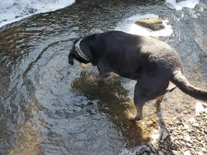 Brandy Springs Dog Park