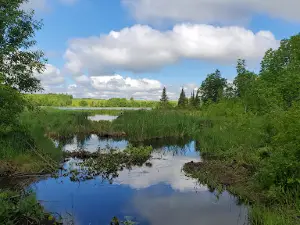 Buena Vista State Forest