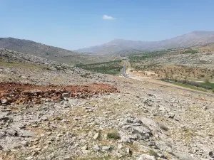 Özel İdare Ormanı