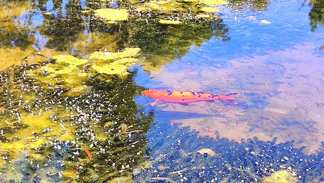 Parque Juan Pablo Vizcardo y Guzman