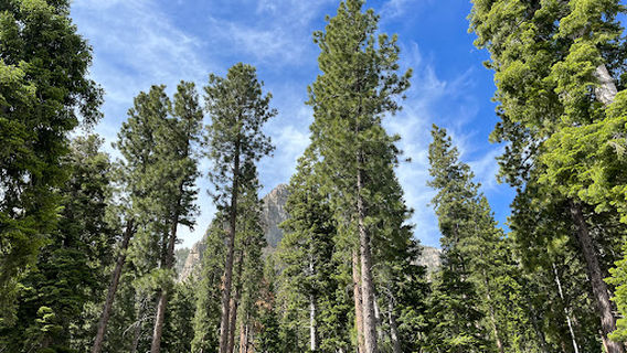 CATHEDRAL ROCK PICNIC AREA