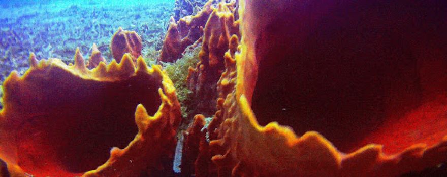 Rincon Dive Center