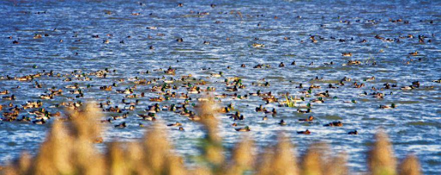 Lacul Lilieci