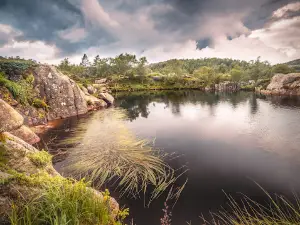 Tjødnane