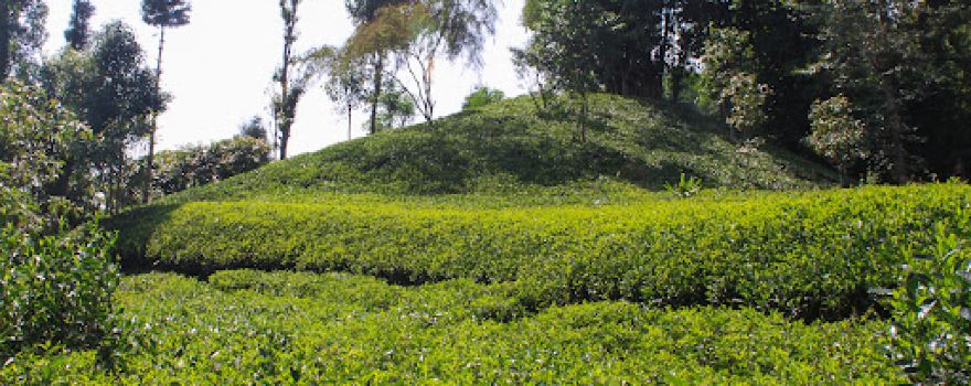 Gopi Krishna Dahal Tea Garden