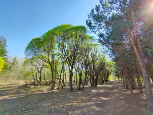 Park Imeni 300-Letiya Omska