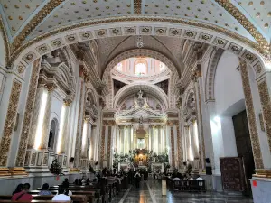 El Ahuehuete Arbol Milenario