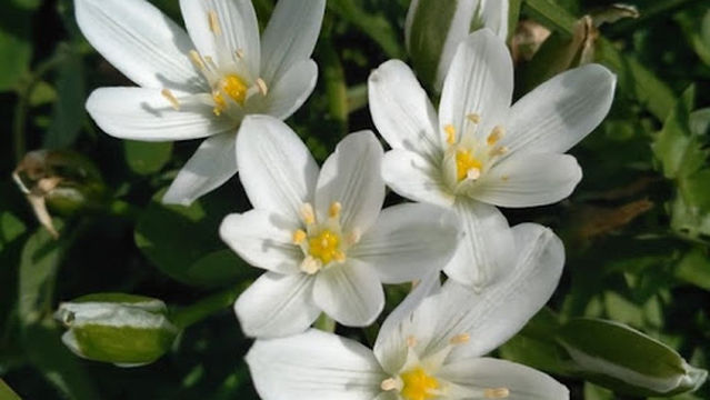 Puerto de la Ahumada