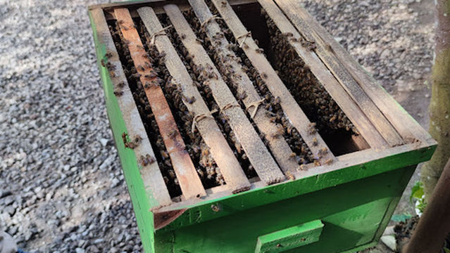 Ashfa Honey Bee Farm Borobudur