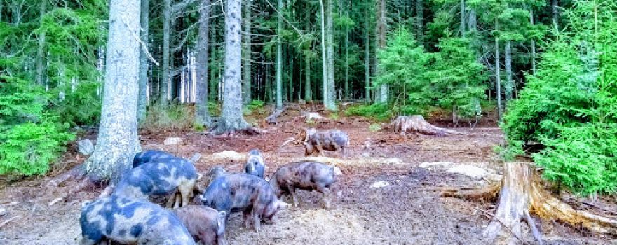 Ridgedale Permaculture