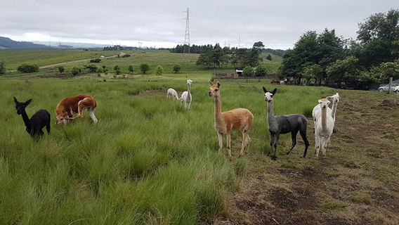Endeavour Alpacas - Nirvana Farm