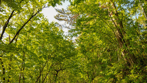 Tsukiura Forest Nature Park