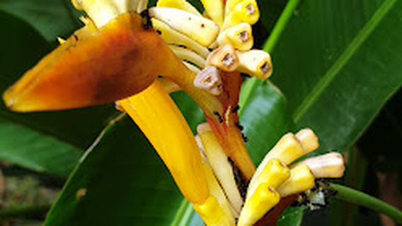 ルーアング・ターブカ・ヒジャウ・ハッタン・コタ