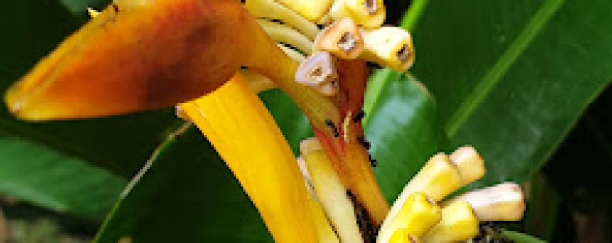 RUANG TERBUKA HIJAU (RTH) HUTAN KOTA